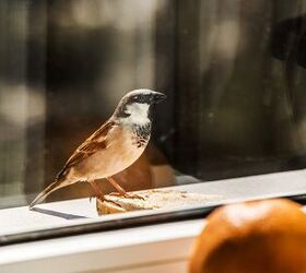 What Does It Mean When A Bird Hits Your Window? (Find Out Now!)