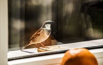 What Does It Mean When A Bird Hits Your Window? (Find Out Now!)