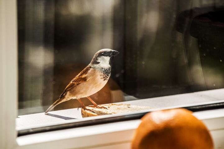 what does it mean when a bird hits your window find out now