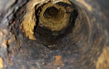 Will Vinegar Kill Tree Roots In A Sewer Line? (Find Out Now!)