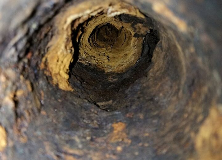 will vinegar kill tree roots in a sewer line find out now