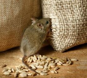 How Much Does Rodent Control Cost?
