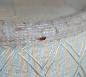 Do Bed Bug Interceptors Work? (Find Out Now!)