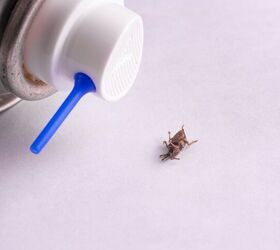 Does Raid Bed Bug Spray Work? (Find Out Now!)