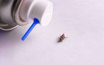 Does Raid Bed Bug Spray Work? (Find Out Now!)