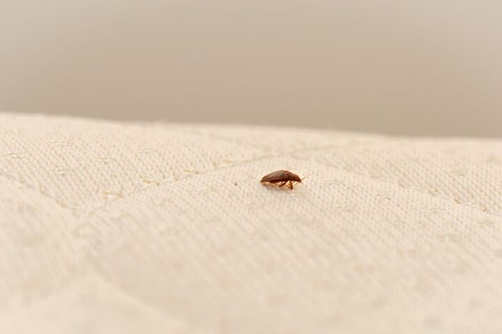 Does Bed Bug Powder Really Work? (Find Out Now!)