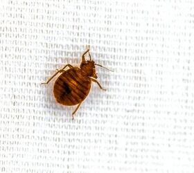 Can Bed Bug Bites Disappear In An Hour? (Find Out Now!)