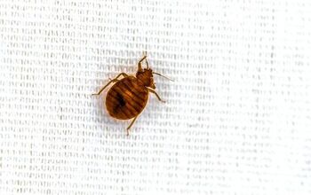 Can Bed Bug Bites Disappear In An Hour? (Find Out Now!)