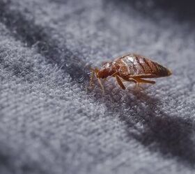 harris bed bug killer on foam mattress