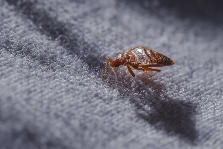 Does Harris Bed Bug Killer Work? (Find Out Now!)