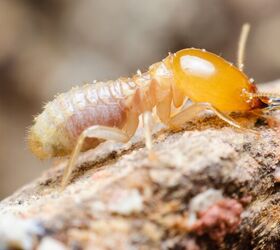 Is Drilling Necessary For Termite Treatment? (Find Out Now!)
