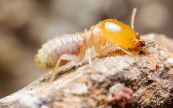 Is Drilling Necessary For Termite Treatment? (Find Out Now!)