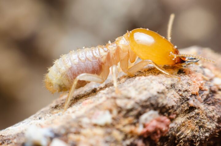 is drilling necessary for termite treatment find out now