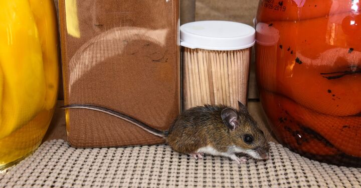 Does Black Pepper Get Rid of Mice? (Find Out Now)