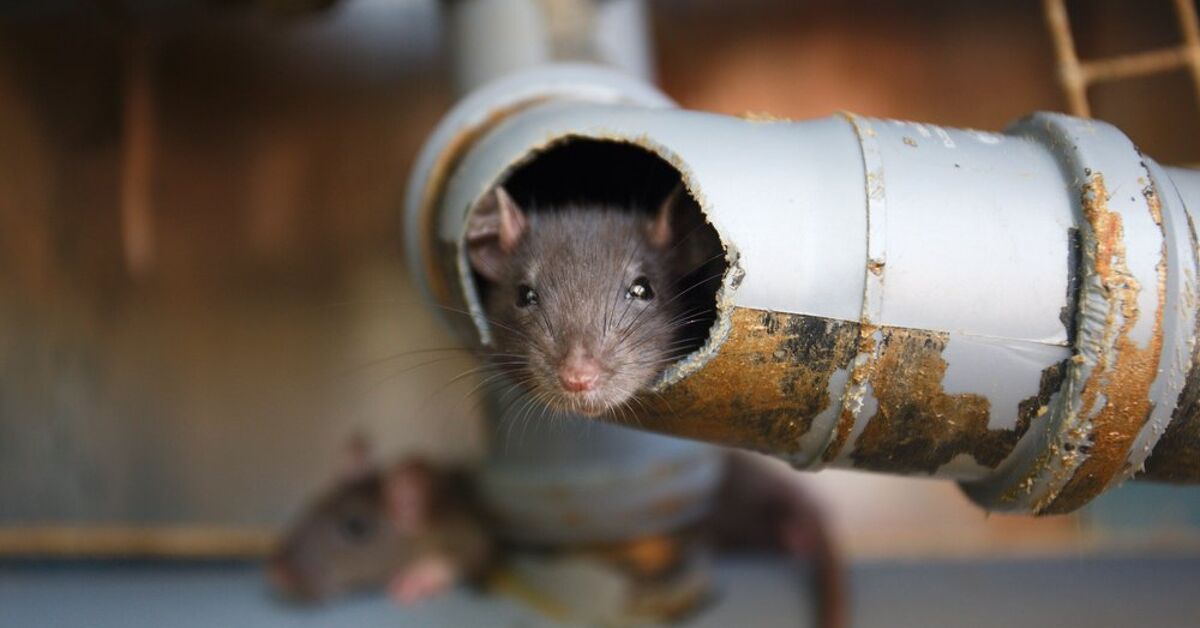 Can Mice Climb Up Drain Pipes? (Find Out Now!)