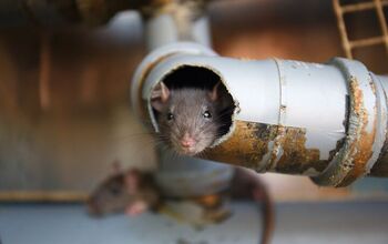 Can Mice Climb Up Drain Pipes? (Find Out Now!)