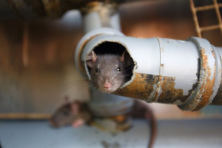 can mice climb up drain pipes find out now