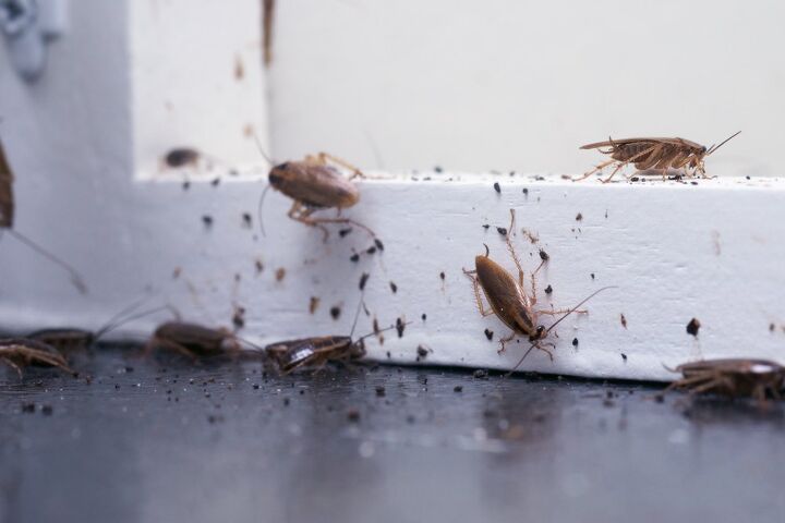 what do roach droppings look like find out now