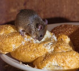 how long can mice live without food find out now
