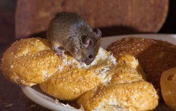 How Long Can Mice Live Without Food? (Find Out Now!)