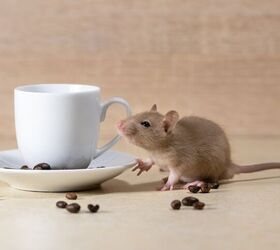 do coffee grounds keep mice away find out now