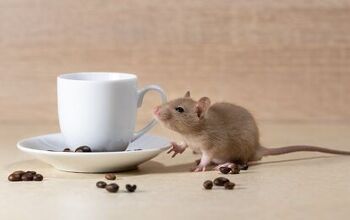 Do Coffee Grounds Keep Mice Away? (Find Out Now!)