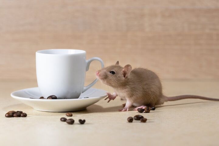 do coffee grounds keep mice away find out now