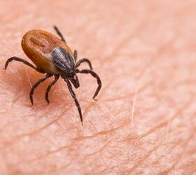 Can You Flush A Tick Down The Toilet? (Find Out Now!)