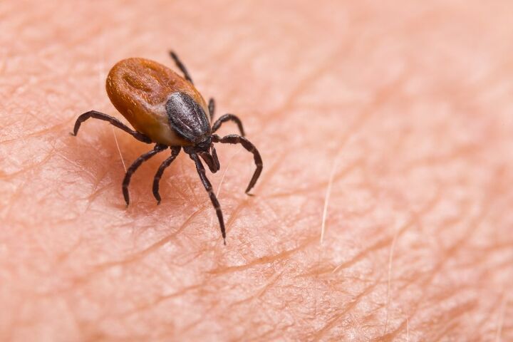 can you flush a tick down the toilet find out now