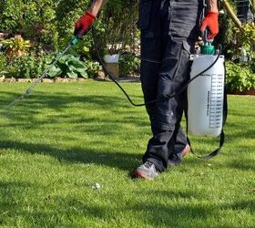 Will Bleach Kill Fleas In Your Yard? (Find Out Now!)