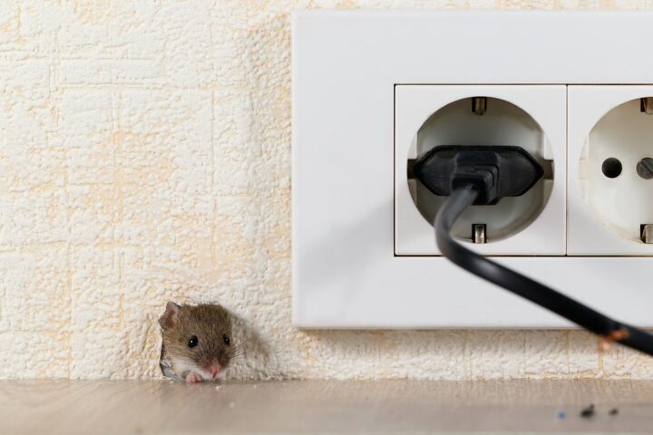 how do mice get in an upstairs apartments find out now