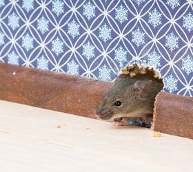 Will Mice Come Near Me While I Sleep? (Find Out Now!)