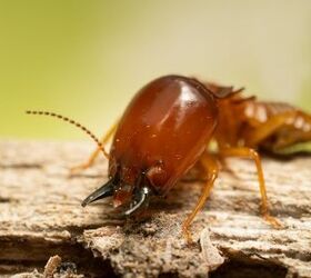 are termite protection plans worth it find out now