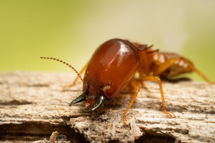 Are Termite Protection Plans Worth It? (Find Out Now!)