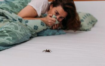 How Long Will A Spider Stay In Your Room? (Find Out Now!)