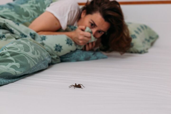 how long will a spider stay in your room find out now