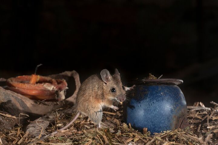 what do mice sound like at night find out now