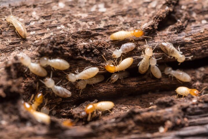 Should I Renew My Termite Warranty? (Find Out Now!)