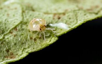 Can Spider Mites Live Without Plants? (Find Out Now!)