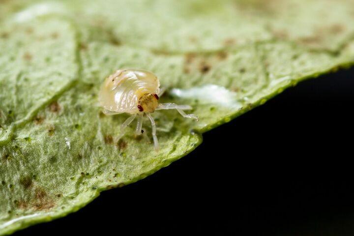 can spider mites live without plants find out now