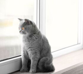 Will A Landlord Know If I Have A Cat? (Here's What You Can Do)