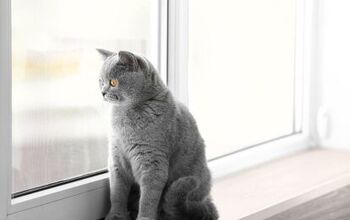 Will A Landlord Know If I Have A Cat? (Here's What You Can Do)