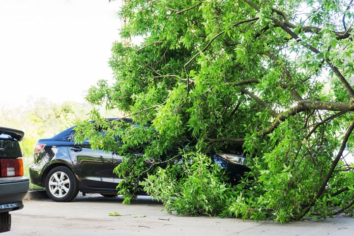 Is Your Landlord Responsible For Fallen Trees? (Find Out Now!)