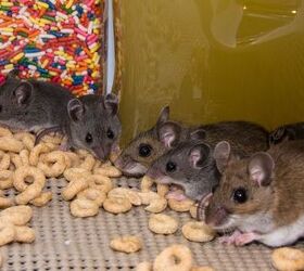 Can I Withhold Rent for Mice? (Find Out Now!)