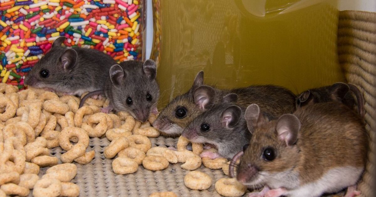 Can I Withhold Rent for Mice? (Find Out Now!) | Upgradedhome.com