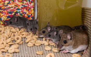 Can I Withhold Rent for Mice? (Find Out Now!)