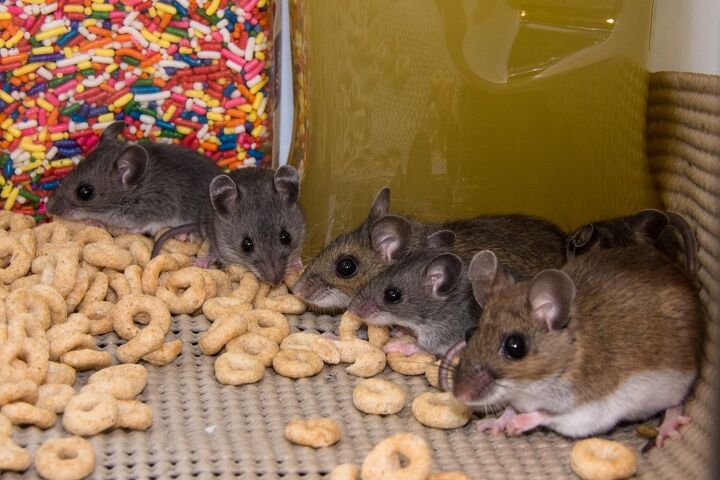 Can I Withhold Rent for Mice? (Find Out Now!)