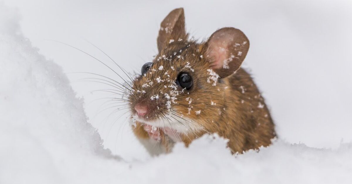 Do Mice Hibernate In The Winter Find Out Now Upgradedhome Do Mice Hibernate In The Winter Find Out Now Upgradedhome