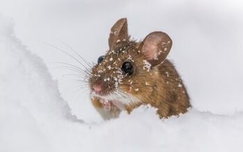 Do Mice Hibernate In The Winter? (Find Out Now!)