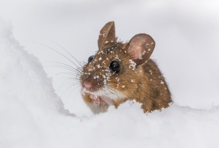 Do Mice Hibernate In The Winter? (Find Out Now!)